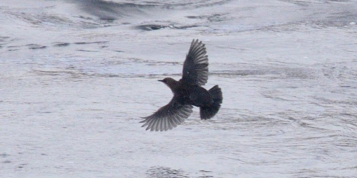 Олега Андреенкова