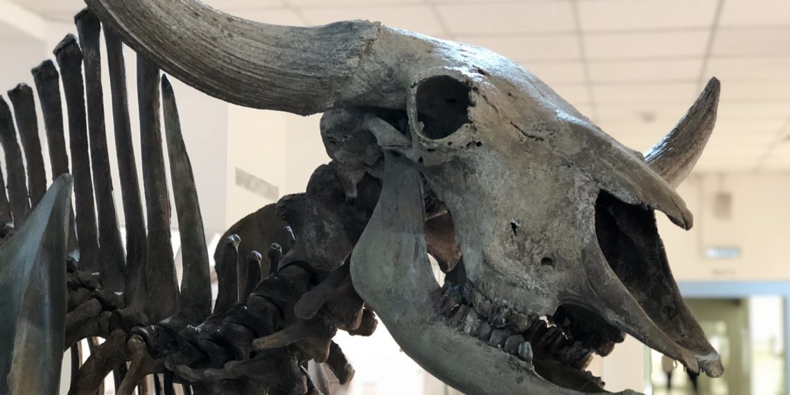 предоставлено Музеем природы