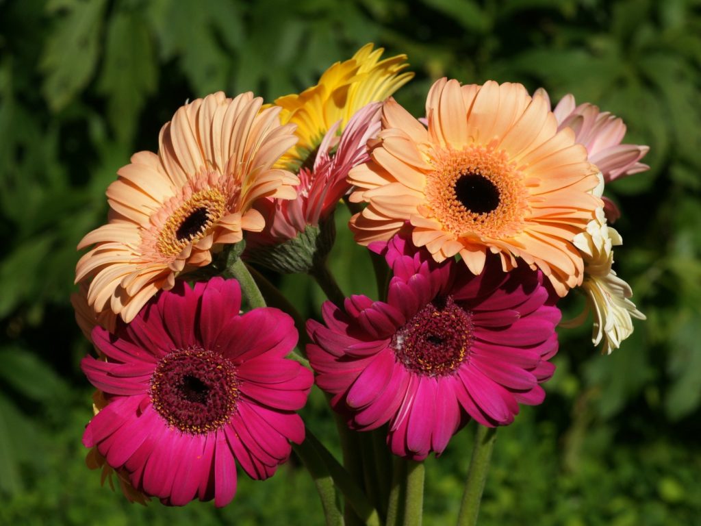 flora.ru