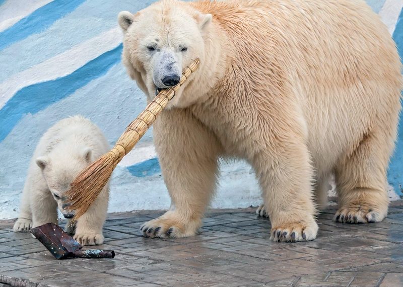 Новосибирский зоопарк