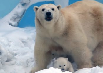 Герда впервые вывела медвежат-двойняшек на прогулку