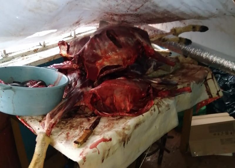 Аморальных жителей Новосибирска нашли в доме, полном крови и костей