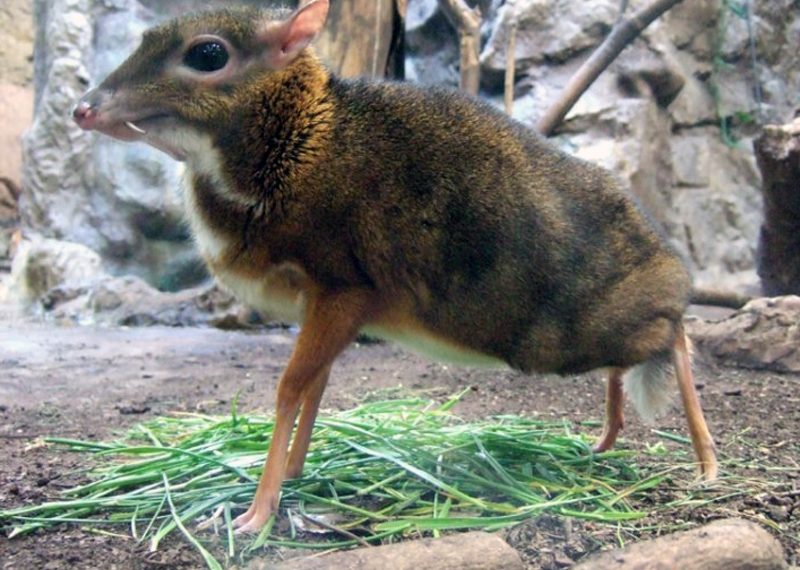 wildwildworld.net.ua