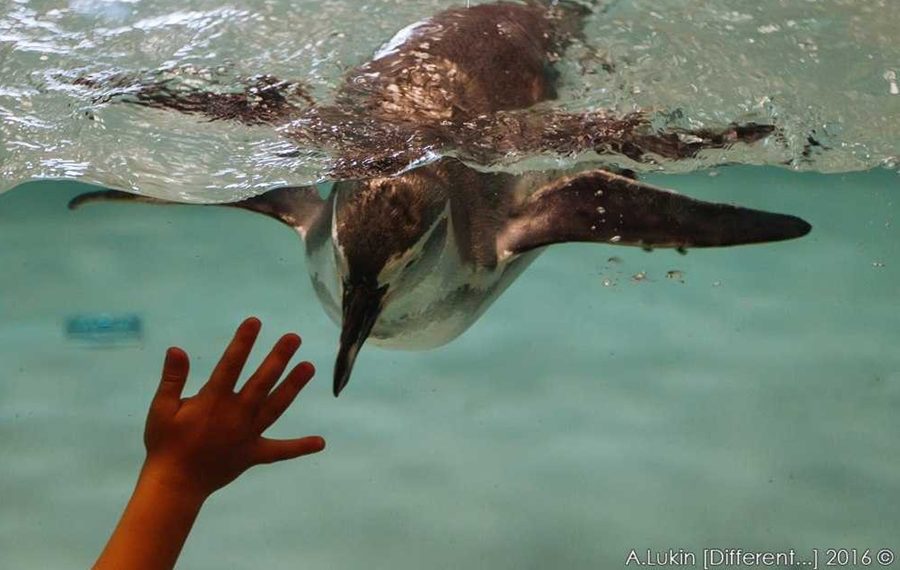 новосибирский зоопарк