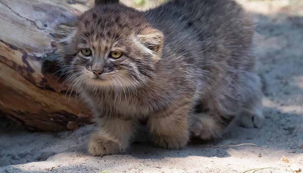 Владимир Шадрин