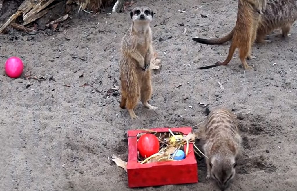 vk.com/novosibirsk_zoo