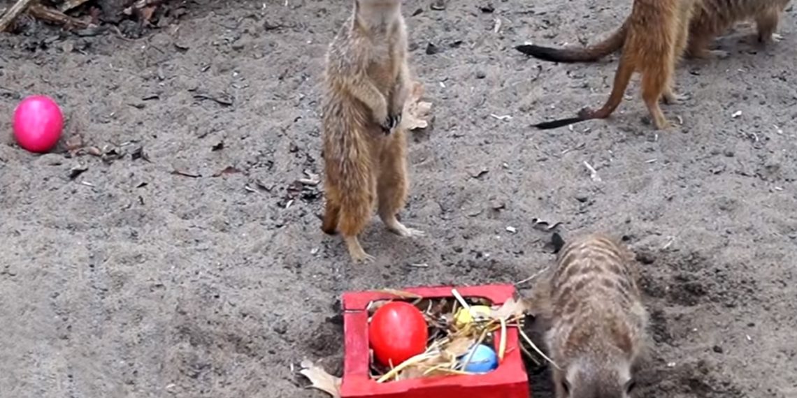 vk.com/novosibirsk_zoo
