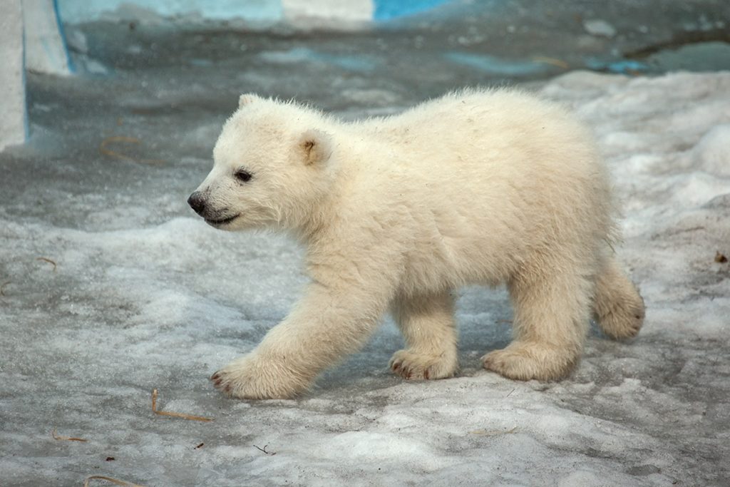 vk.com/novosibirsk_zoo