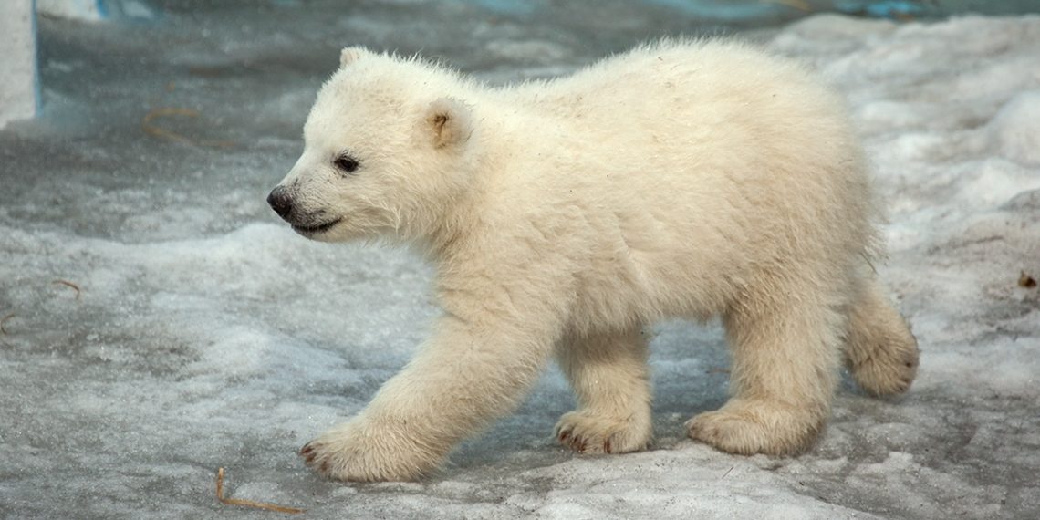 vk.com/novosibirsk_zoo