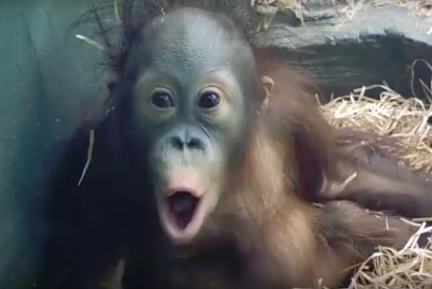 vk.com/moscow_zoo