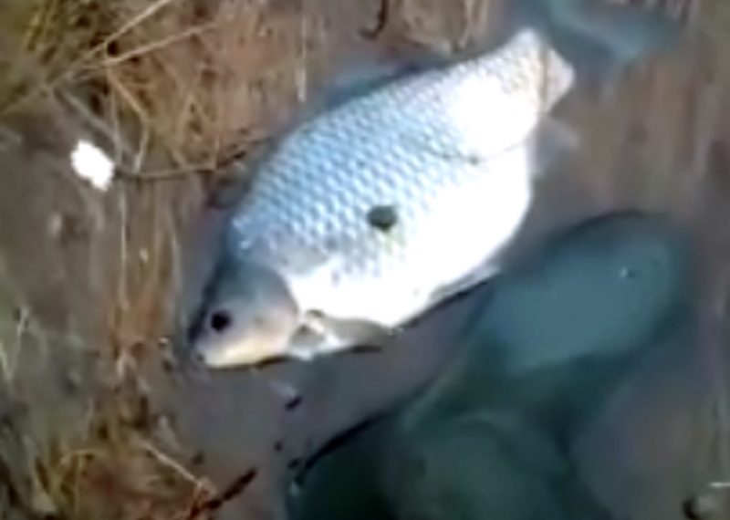 Массовую гибель больших карасей сняли на видео под Новосибирском