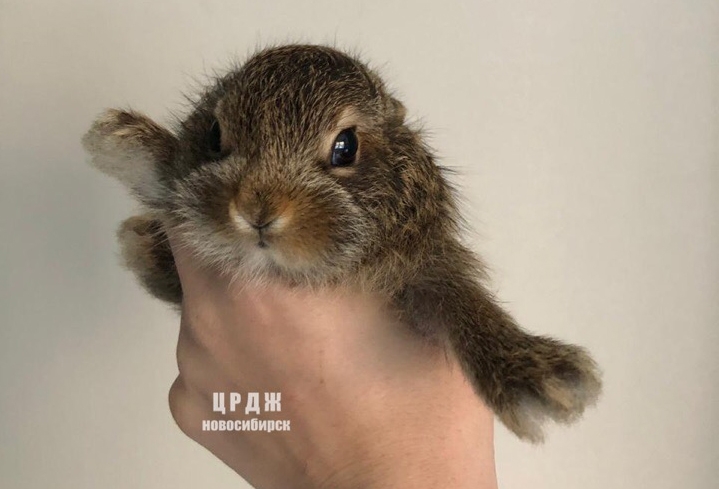 ЦРХП НСО