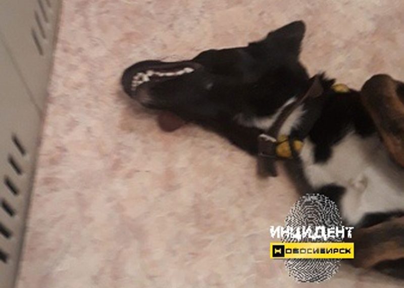 ИНЦИДЕНТ НОВОСИБИРСк