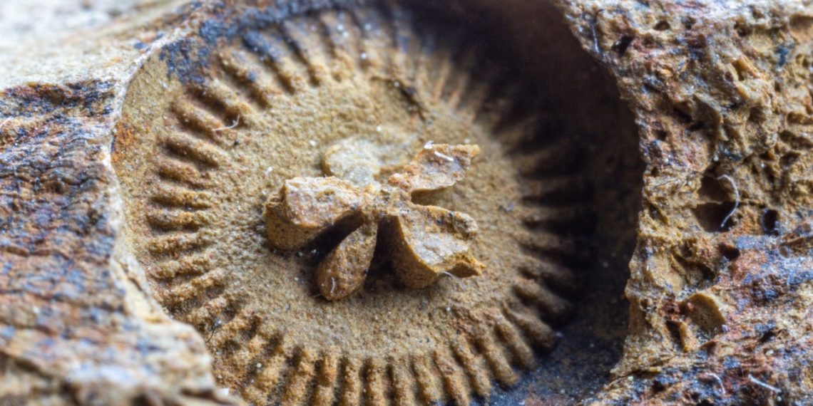 Дмитрий Агеев