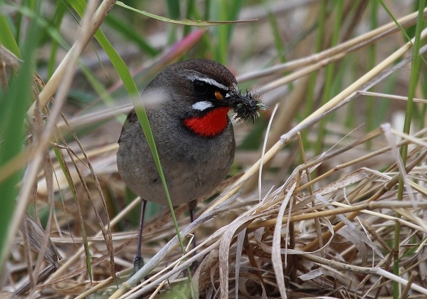 fareastru.birds.watch