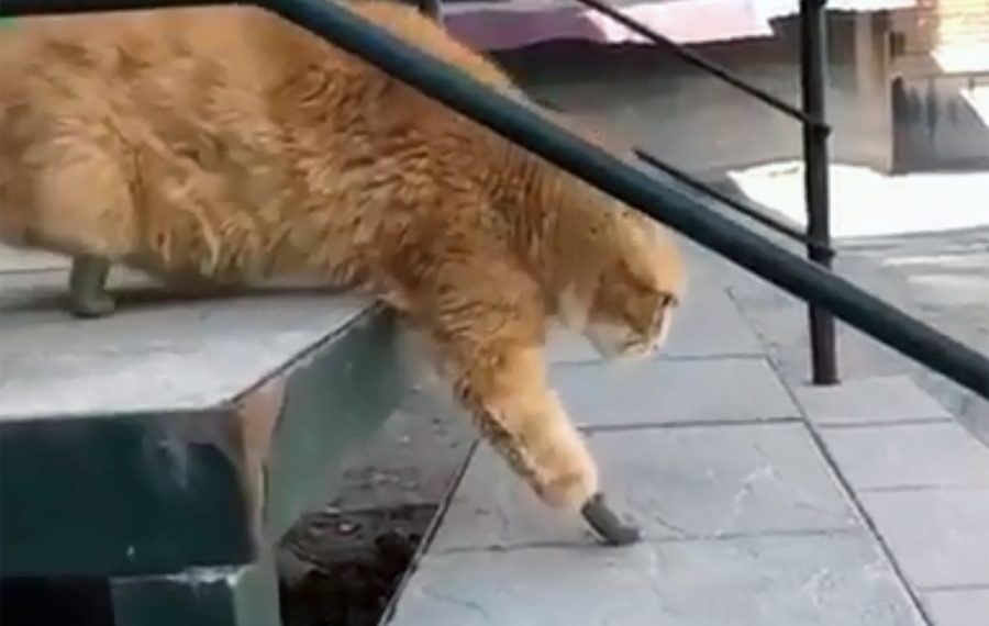 Рыжий кот-робот вышел на первую прогулку