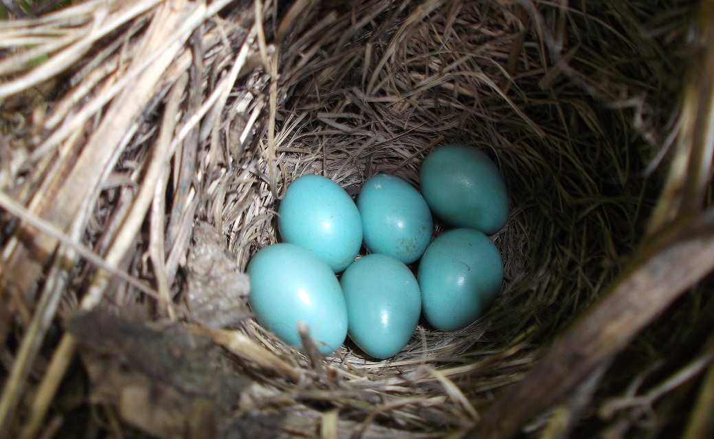 Песня птички яички. Голубые яйца. Птица с голубыми яйцами. Птица с синими яйцами. Соловей кладка яиц.