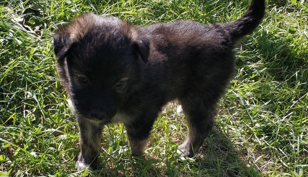 Щенкам бездомной собаки из Новосибирской области ищут семью