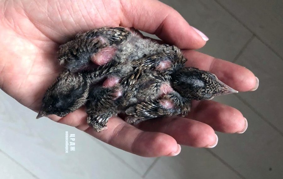 Центр реабилитации диких животных