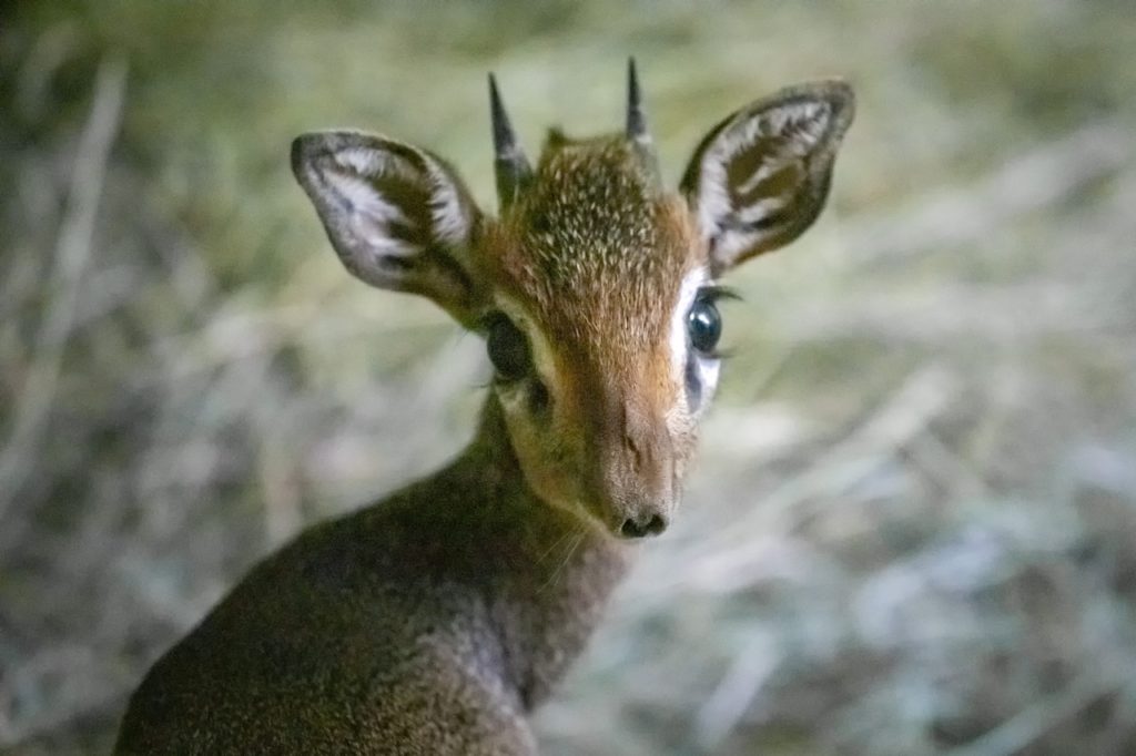 Е. Черненко