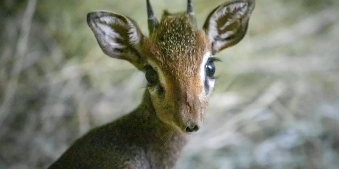 Е. Черненко