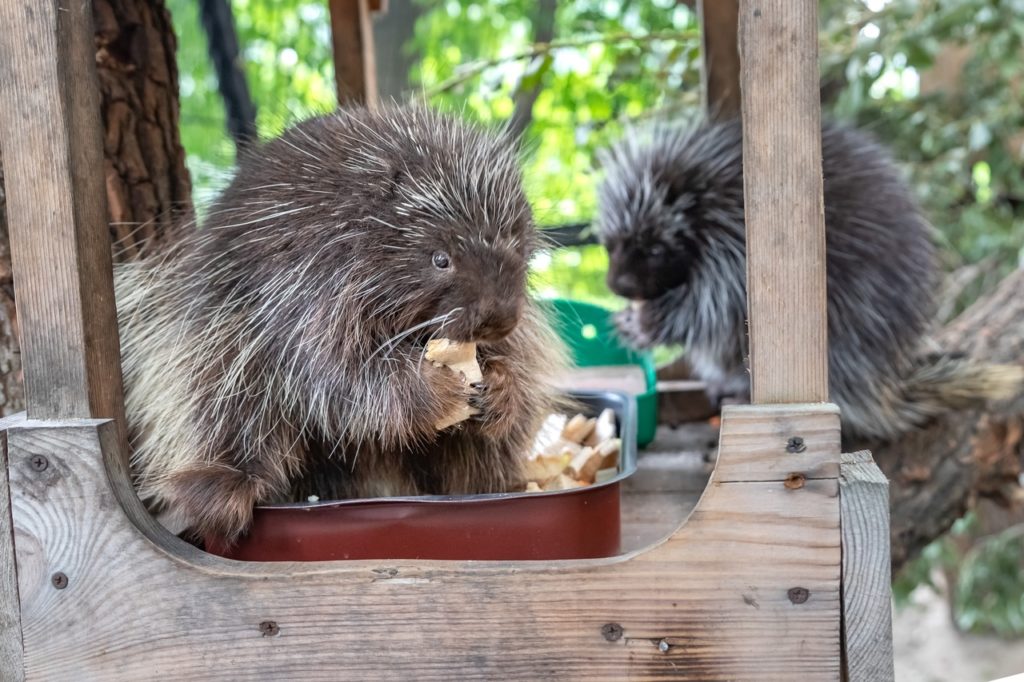 новосибирский дикобраз