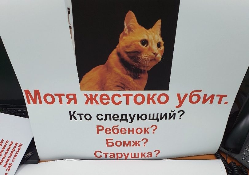 Защитники кота Моти добились возбуждения уголовного дела