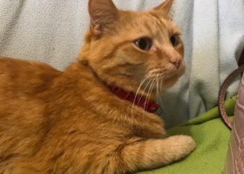 Родные берега