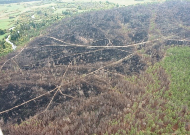 Почему «тушить пожары невыгодно» объяснили ученые