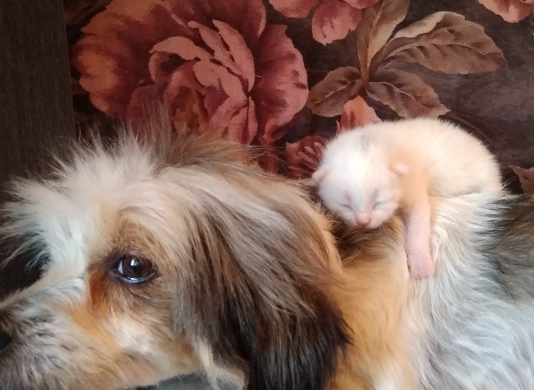 vk.com/cat_nsk