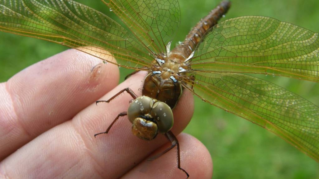 macroid.ru