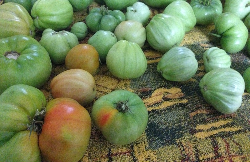 Учёный раскрыл секрет дозревания зелёных помидоров