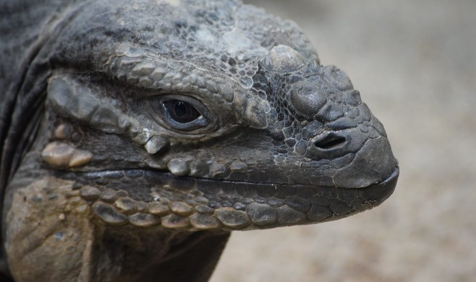 Комодский дракон оказался родственником курицы