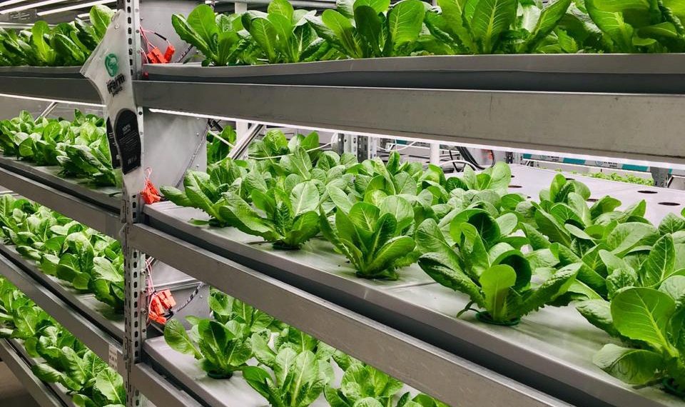 Высокотехнологичные теплицы сменят автосалон на Большевистской