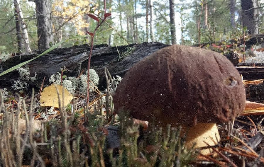 vk.com/ohota__i__ribalka