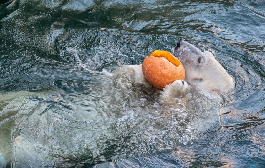 новосибирский зоопарк