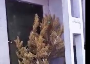 Новосибирец выбросил елку за три месяца до Нового года