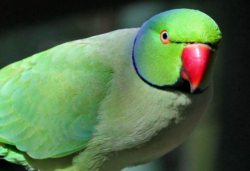 Упрямый попугай остался зимовать на Затулинке