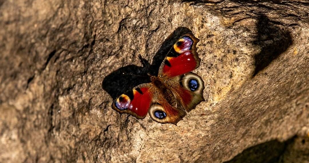 Валерий Панов, Николай Енин