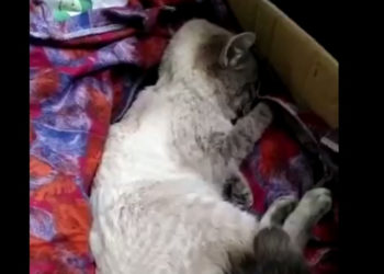 Кота с приступами эпилепсии спасают в Новосибирске