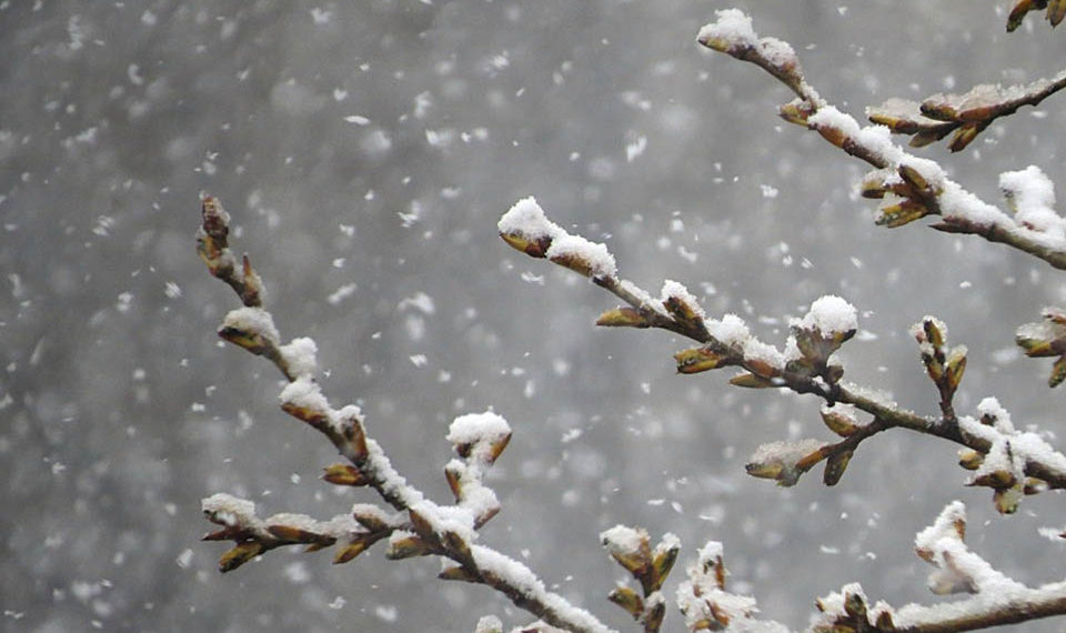Снегопады и потепление прогнозируют синоптики в Новосибирске