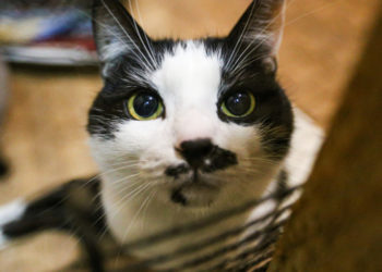 mir24.tv/ / Ирина Фомочкина