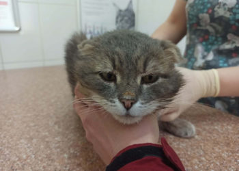 vk.com/zoozashita_ru