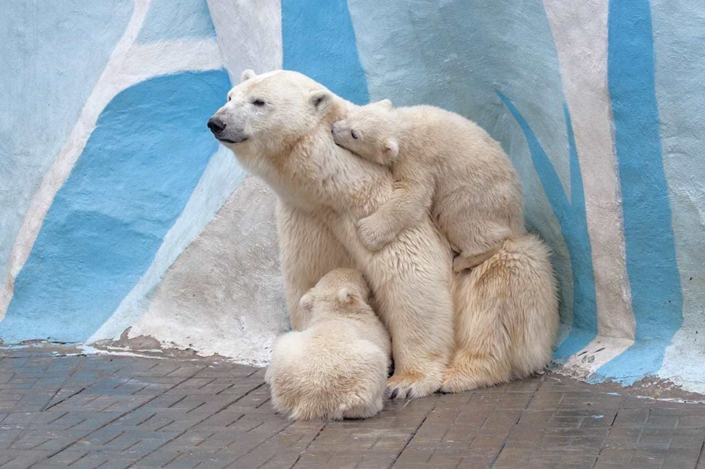 https://vk.com/novosibirsk_zoo
