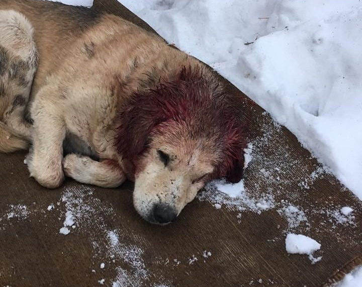 В Новосибирске бездомного пса изрезали ножом и оставили умирать