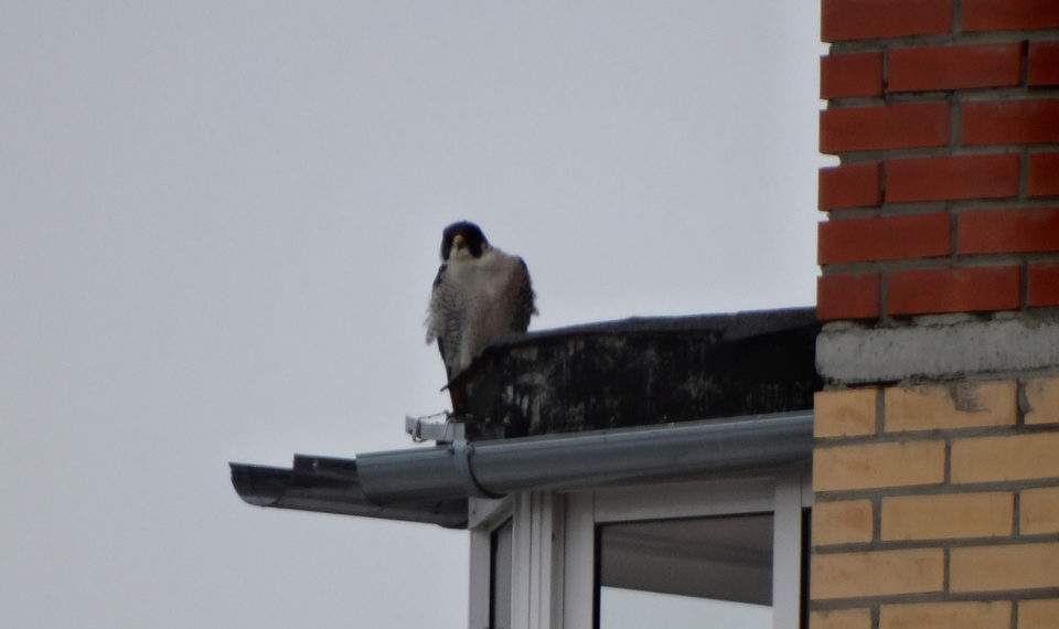 Шлюз.Новосибирск