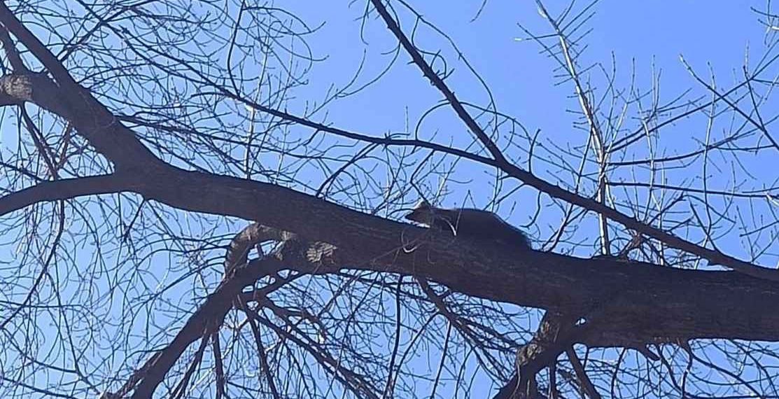 Марина Белая