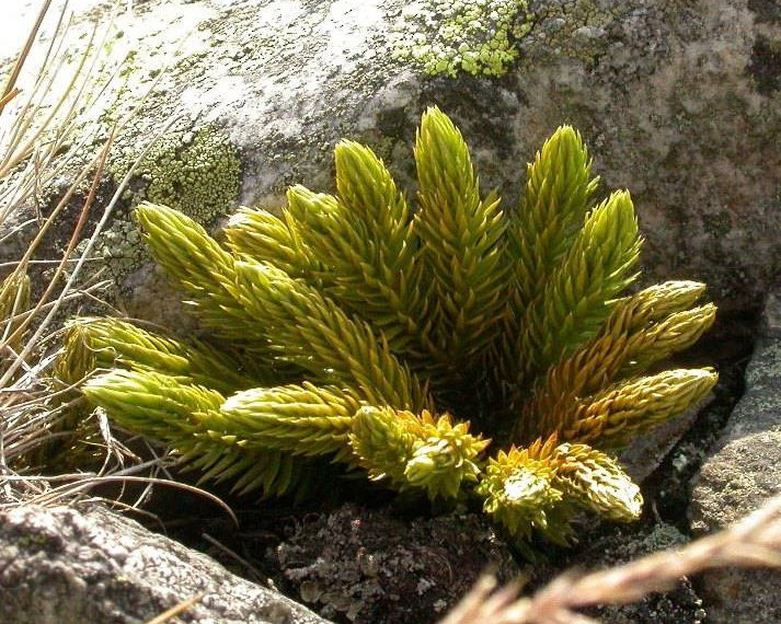 Vojtěch Zavadil / Википедия