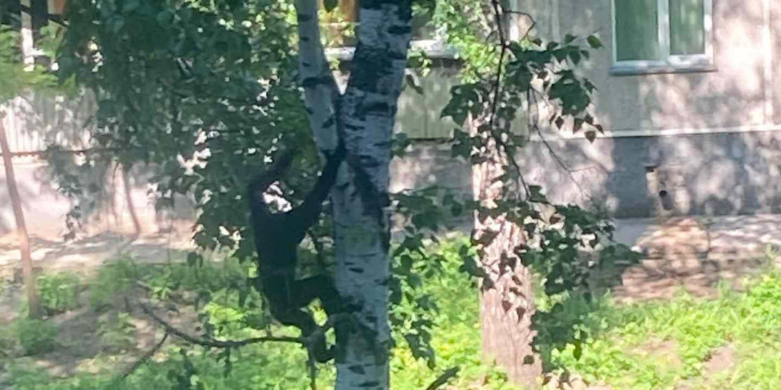 Сообщество Академгородка | Новосибирск