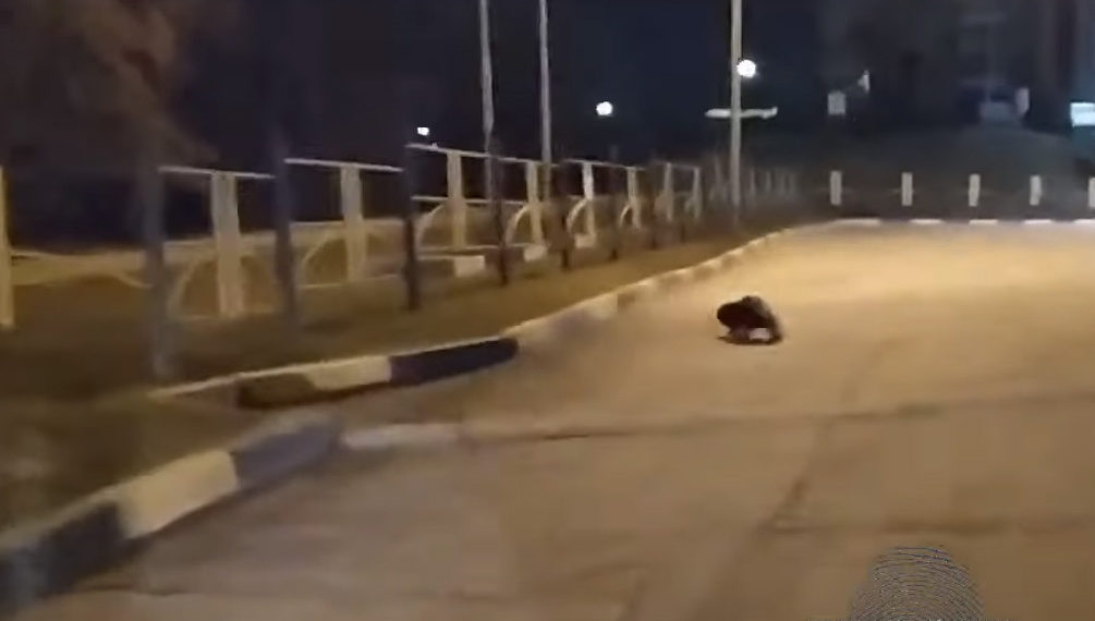 Бобер на дороге в Новосибирске удивил таксиста и убежал в грязную реку